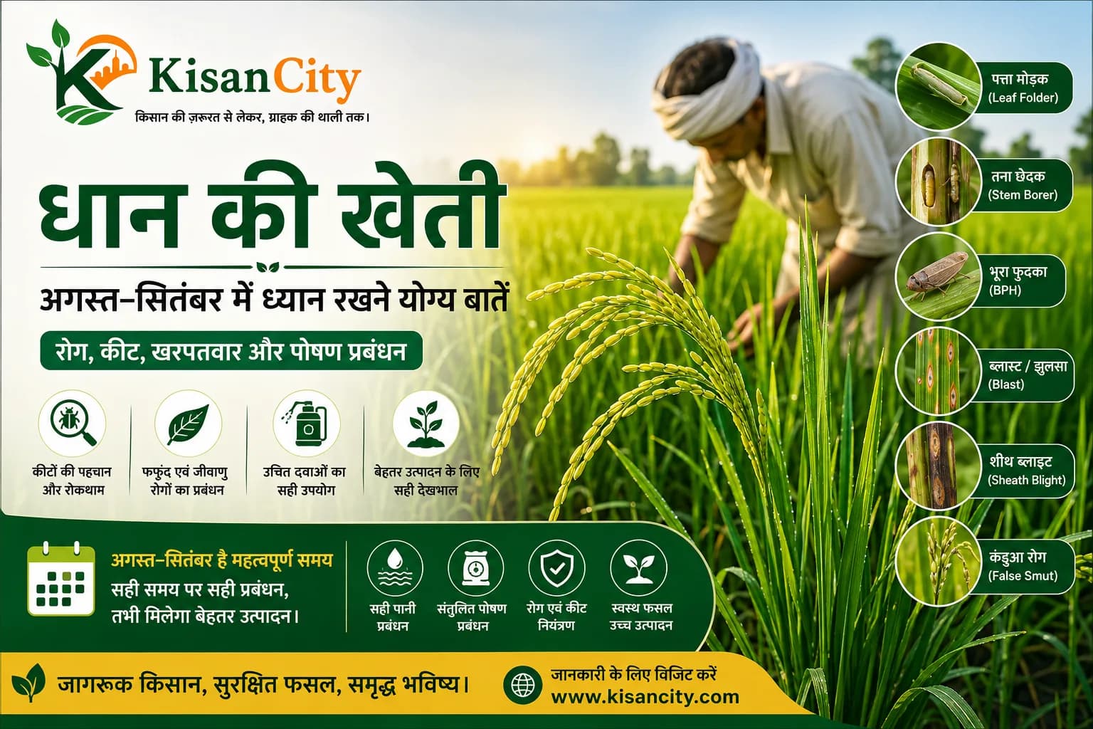 धान की खेती में अगस्त सितंबर के दौरान रोग और कीट प्रबंधन की Kisan City गाइड
